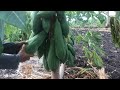 Green papaya picking for selling a vegetable