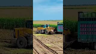 advanced agricultural machinery for harvesting large areas of land #shorts