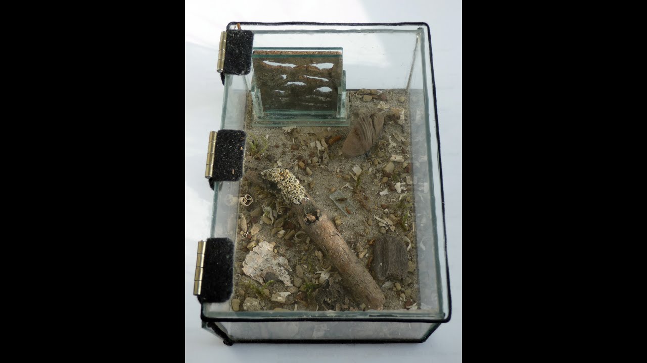 Life inside the colony - Temnothorax corticalis