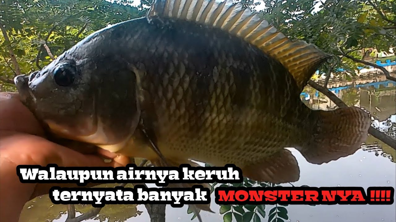 Mengejutkan, walaupun airnya keruh ternyata banyak monsternya!!!