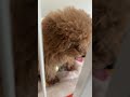 【新メンバー】ただの癒し動画です！#shorts #犬 #トイプードル