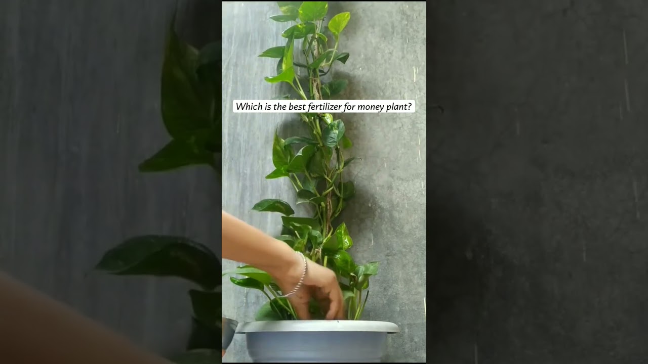 One of the best fertilizer☺ 