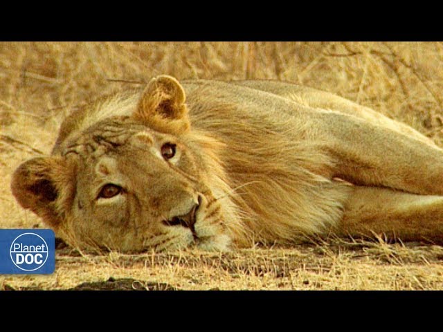 Documental Completo | Gir: Último refugio del león asiático - YouTube