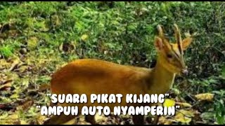 Suara pikat kijang asli nyamperin bukan kaleng kaleng.