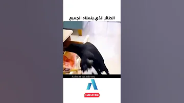 يجب عليك مشاهدة هذا الفيديو الطائر الذي يتمناه الجميع 