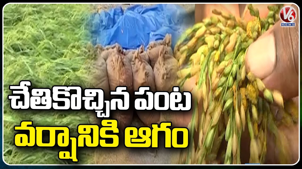 Farmers Huge Loss With Heavy Rains With Hailstorm | Mahbubnagar | V6 ...