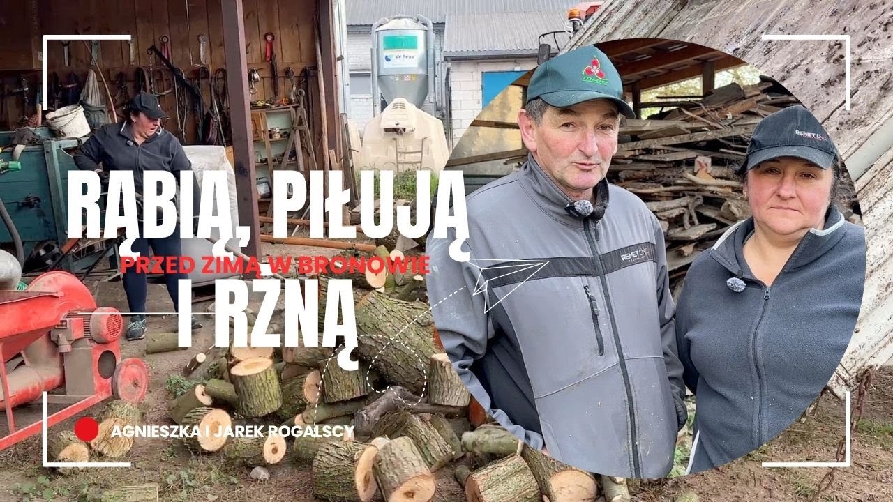 Rąbią, piłują i rżną przed zimą w Bronowie