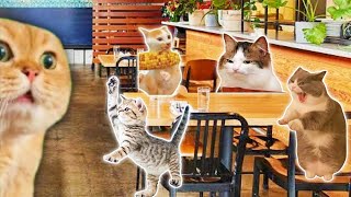 CAT MEMES: Going to the restaurant with the family