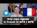 How to Set Up a Telegram Copier for French Trading Signals in MT4/5
