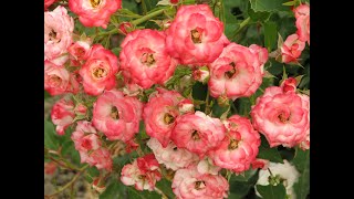 видео: Обрезка почвопокровных роз, питомник роз полины козловой, rozarium.biz, pruning the groundcover rose картинка: Обрезка почвопокровных роз, питомник роз полины козловой, rozarium.biz, pruning the groundcover rose