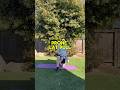 Daily Exercise: Prone Lat Pull