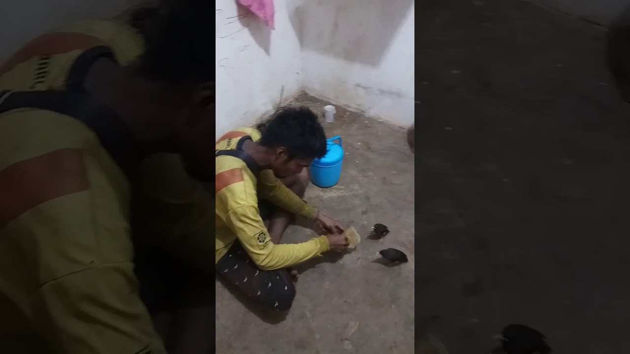 Ngasih makan burung jalak 