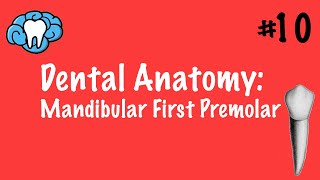 Dental Anatomy | Mandibular First Premolar | INBDE