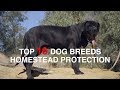 TOP 10 DOG BREEDS FOR HOMESTEAD PROTECTION