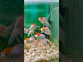 Patna zoo चिड़ियाघर2025#patnazoo #wildlife #youtubeshorts