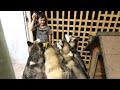 MY NIGHT TIME ROUTINE! | YOUNG MOM OF 2 BOYS & 4 SIBERIAN HUSKIES | RAW FOOD DIET | WEEKEND EDITION!