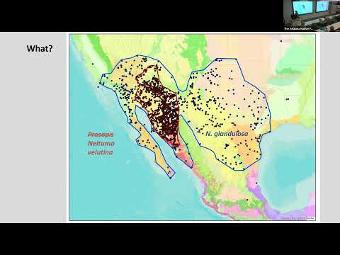 Vídeo: Honey Mesquite Care: aprèn sobre els arbres de mel mesquite al paisatge