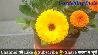 Calendula plant care | save calendula in March Calendula plant care | save calendula in March