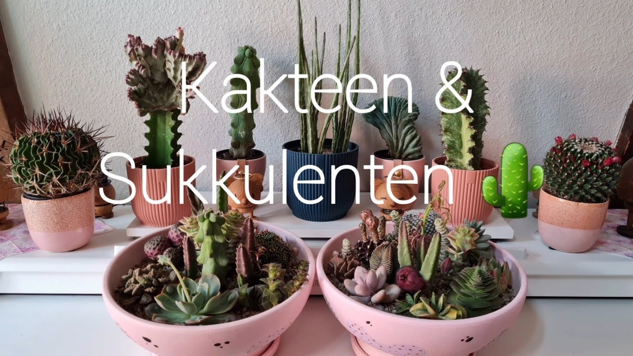 Kakteen & Sukkulenten | Meine Pflegetipps | Ein Teil meiner Sammlung