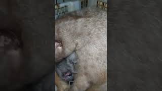 kelahiran ke 5 lahir (3 ekor) dr indukan betina (PRINCESS) musang bali x (GOTRO) musang bali