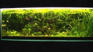 Трофеусы в растительном аквариуме. Trohpeus at the planted tank.