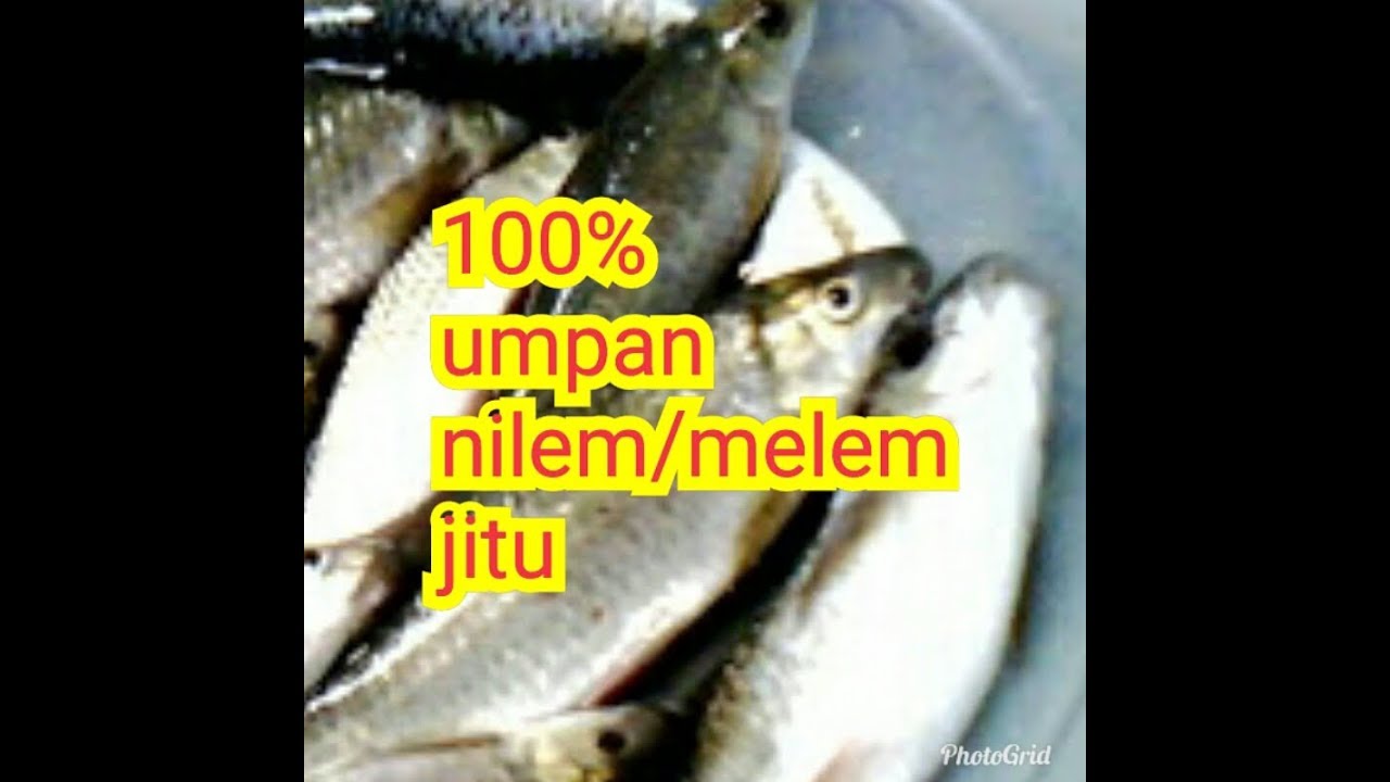 Umpan ikan nilem selalu juara