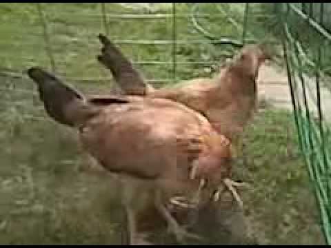 gallinas sweater/radio - YouTube
