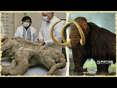 Vídeo: Os Cientistas Identificaram A Causa Da Extinção Dos Mamutes Na Terra - Visão Alternativa