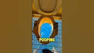 Would You Poop Here?