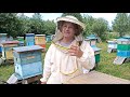 Пчеловодство №65 Удаление маточников у нашей слабой семьи.