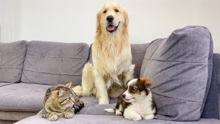 How Golden Retriever Tries to Make Cat and Cute Puppy be Friends