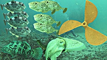 Nhặt Được CHÂN VỊT Tàu Lặn Ở Độ Sâu 20 Mét Gặp Đàn Cá Bò Mực Nang Cá Mú | P 802