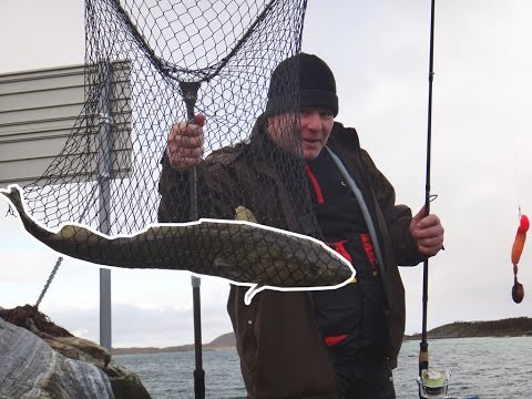 Uferangeln In Norwegen Dorsche Am Fliessband Hd Youtube