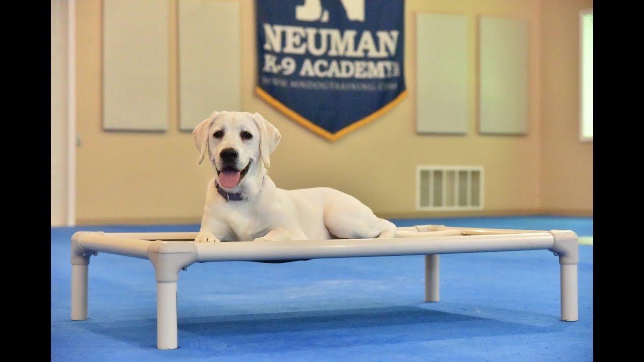Phen (English Labrador Retriever) Puppy Camp Dog Training Video
