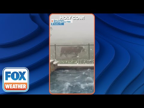 Video: Cedar Key, Florida Maandelikse temperature en reënval