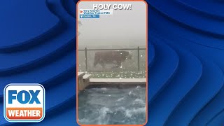 Cow Runs For Cover As Massive Hailstorm Pelts Texas Backyard