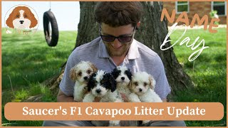 Saucer's F1 Cavapoo Litter Update | Name Day! by Cavapoos 3:16 82 views 8 days ago 2 minutes, 44 seconds