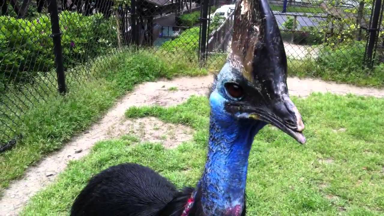 ヒクイドリは恐竜と関係がある 危険性や卵についても解説 ペットの疑問解消ブログ ペットディクショナリー