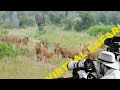 Playful lion cubs and epic elephant encounter virtual safari  214