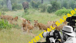 Playful Lion Cubs and Epic Elephant Encounter! Virtual Safari # 214