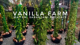 Visiting Vanilla Farm in Maitum, Sarangani Province