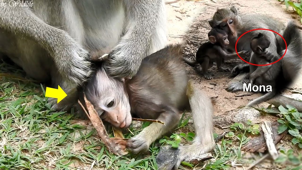 Uh monkey Fauna Can't stand with baby Mona treating Farrah poorly - Spectacular monkeys enjoy day!