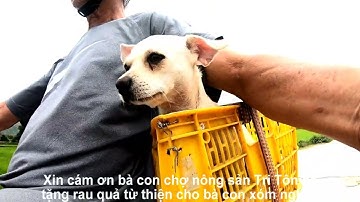 Trên con đường nông thôn đi ngàng cánh đồng lúa mới - Thung lũng Tà Pạ, Núi Tô, Tri Tôn, AG 11/06/25