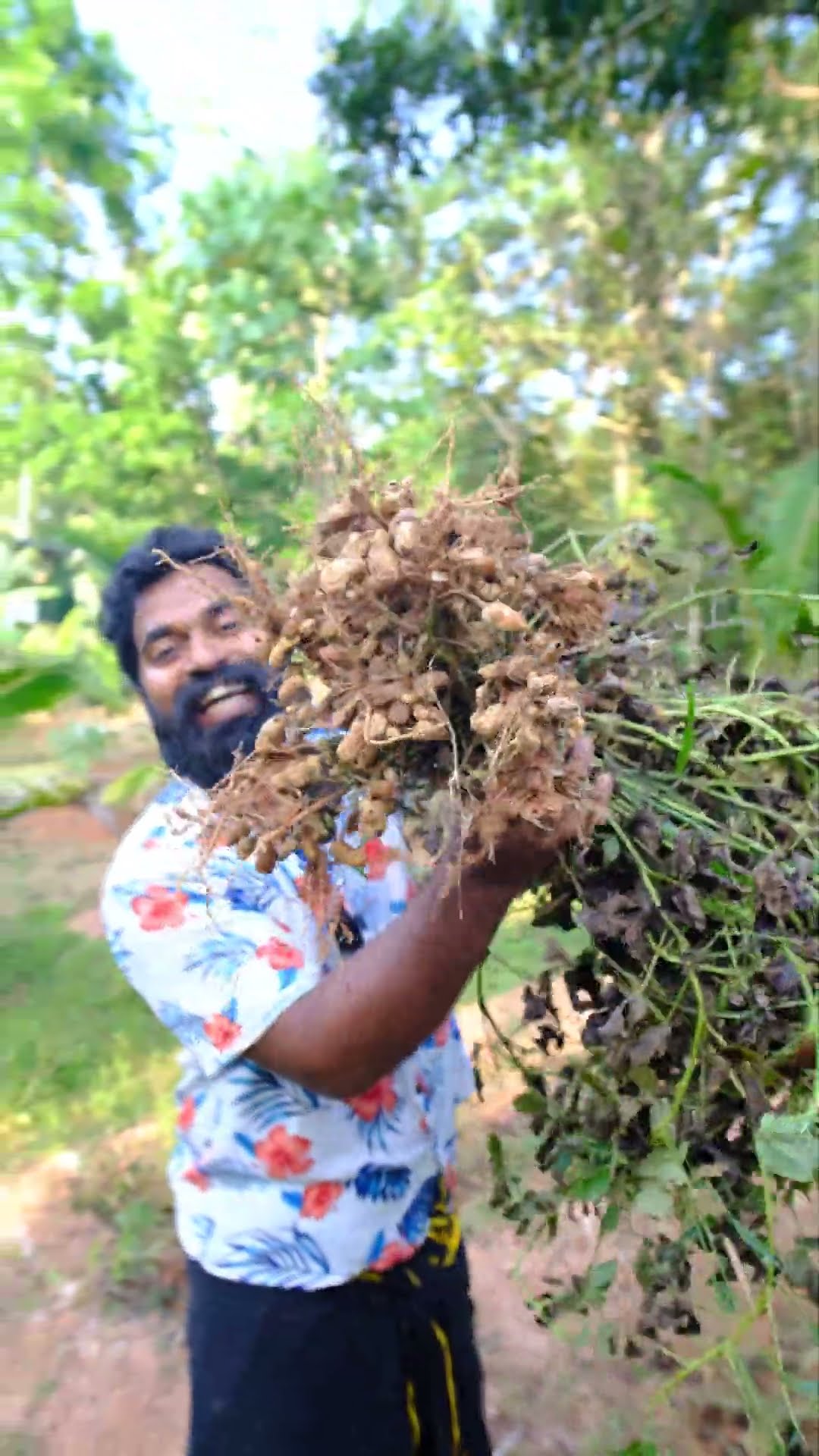 Peanut Farming | കപ്പലണ്ടി കൃഷി | #shorts