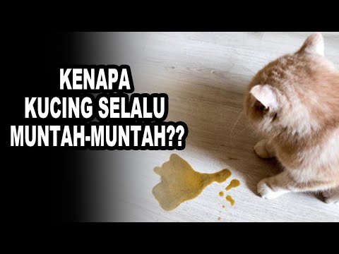 Video: Apakah Makanan Kucing Terbaik untuk Cirit-birit?