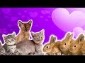Animal Group Names Quiz