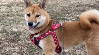 鳩の群れを見つけた柴犬が追いかけた結果…！