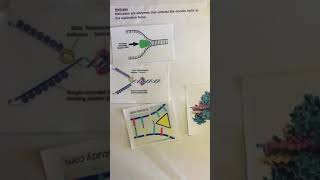 DNA Replication Project: AP Biology