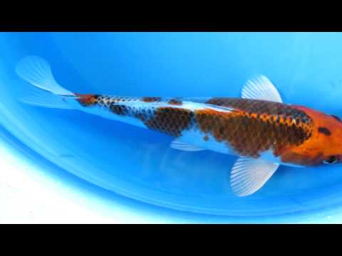 10' Kujaku -