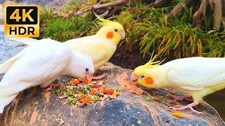 ​I set up a little feast for these beautiful Cockatiels on a river rock today.